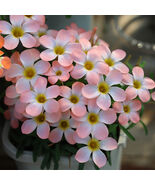 Oxalis obtusa Icing Bulbs: Compact Pink Blooms Windowsills Rock – Winter... - $325.83 MXN