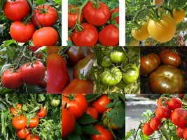 Medium Size Tomato Seeds, RARE &amp; COMMON, Multiple Options, Choose from Many - £1.33 GBP+