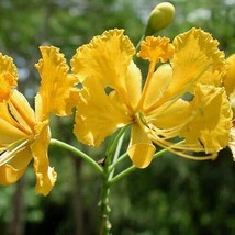 Caesalpinia Pulcherrima White (10 Seeds) Mexican Yellow Bird Of Paradise Shrub F - £13.00 GBP