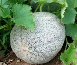 Iroquois Cantaloupe Seeds 50 Melon Fruit Summer Gardening Vine - £7.83 GBP