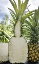 1 Live Plants Sugarloaf Pineapple (Kona Sugarloaf) - £22.32 GBP