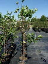 KATY APRICOT 4-6 FT TREE Healthy Fruit Trees Plant Sweet Juicy Apricots ... - £108.77 GBP