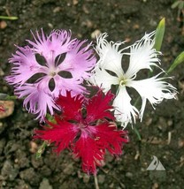 USA Non GMO 200 Seeds Sweet William Dianthus Fringed Pinks Mixed Colors Perennia - £7.15 GBP