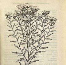 1905 Lance Leaved Goldenrod Wild Flower Print Pen &amp; Ink Lithograph Antique  - £13.08 GBP