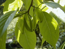 Eucommia Ulmoides Hardy Rubber Tree Fresh Seeds - £14.18 GBP