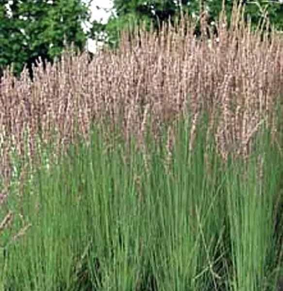 30 Moorhexe Purple Moor Grass Molinia Caerulea Subsp Caerulea Moorhexe F... - £10.61 GBP