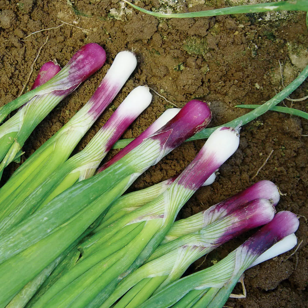 Red Bunching Onion Scallion Hybrid Non Gmo 50 Seeds - £7.49 GBP