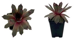 Sempervivum - Chick Charms Pink Sapphire - 2.5&quot; Pot - Houseplant - $30.99