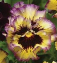30 Pc Seeds Pansy Ruffled Fizzy Lemon Berry Flower, Pansy Seeds for Planting |RK - £13.47 GBP