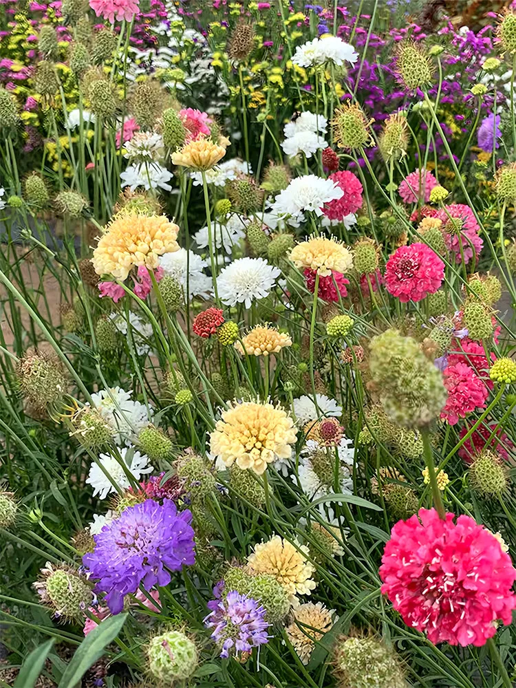 500 seeds Pincushion Formula Mix Scabiosa atropurpurea or mourningbride - £15.68 GBP