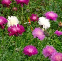 100 Seeds of Cornflower Bachelor Button IMPERIALIS Mix Purple Flowers USA NonGMO - £8.95 GBP