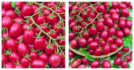 200 Seeds Tomato Cherry &#39;rose Red Grape&#39; Fruit Seeds International Ship - £14.17 GBP