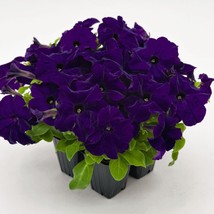 Petunia Success Hd Blue 50 Pelleted Petunia Seeds Fresh Garden - $15.53