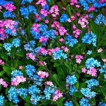 35 Myosotis Forget Me Not Flower Seeds Roseblue Mix Perennial Fresh Seeds Fast S - $22.64