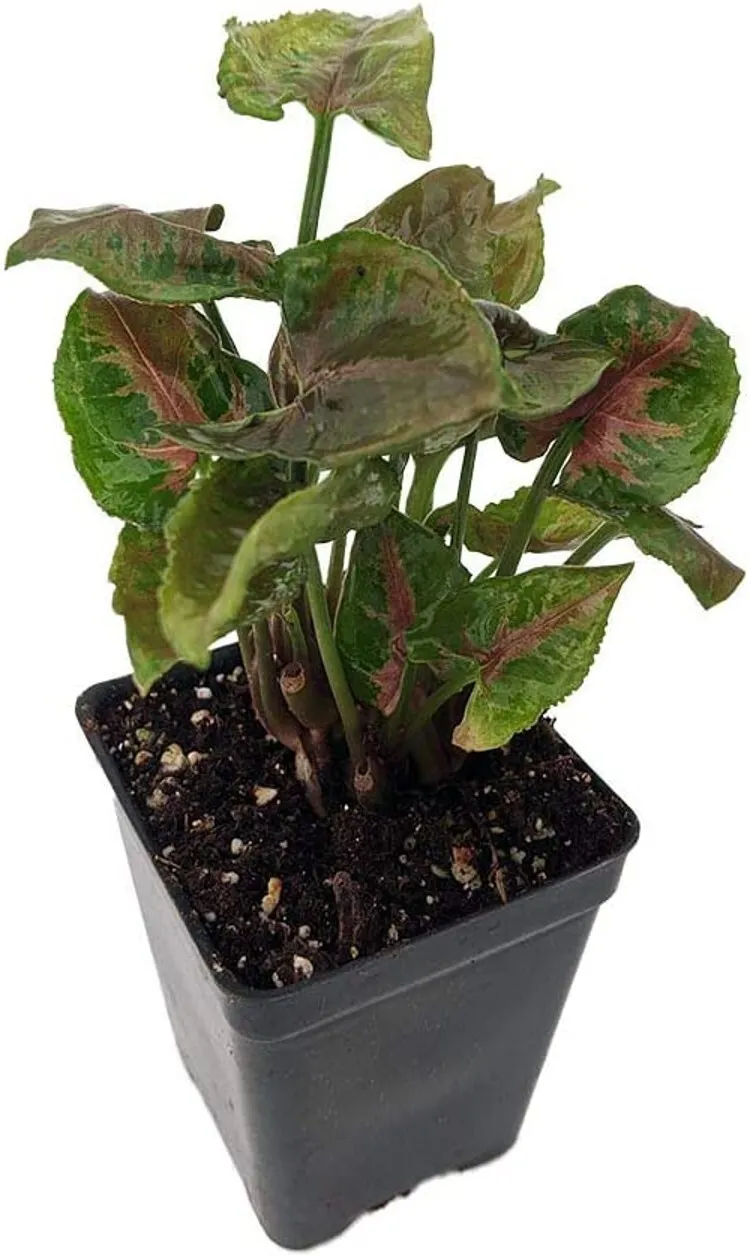 Live Plant 2.5&quot; Pot Nepthytis Pink Arrowhead Fairy Syngonium Easy To Grow Indoor - £33.12 GBP