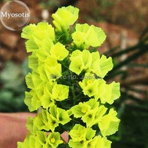 Yellow Perennial Sea Lavender Brilliant Limonium, 30 Statice Notch Leaf Encha... - £8.95 GBP