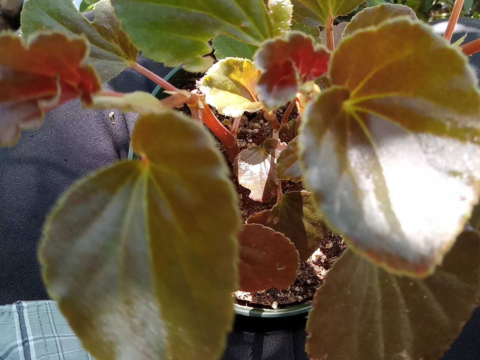 Beautiful KAYLEN HARDY BEGONIA WELL ROOTED PLANT BRONZE LEAF &quot;WAX LEAF&quot; ... - $18.50