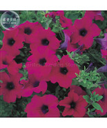 Zixia Hanging Purple Petunia Seeds 200 Seeds Pack A Must For Hanging Bas... - €12,03 EUR Zixia Hanging Purple Petunia Seeds 200 Seeds Pack A Must For Hanging Bas... - €12,03 EUR