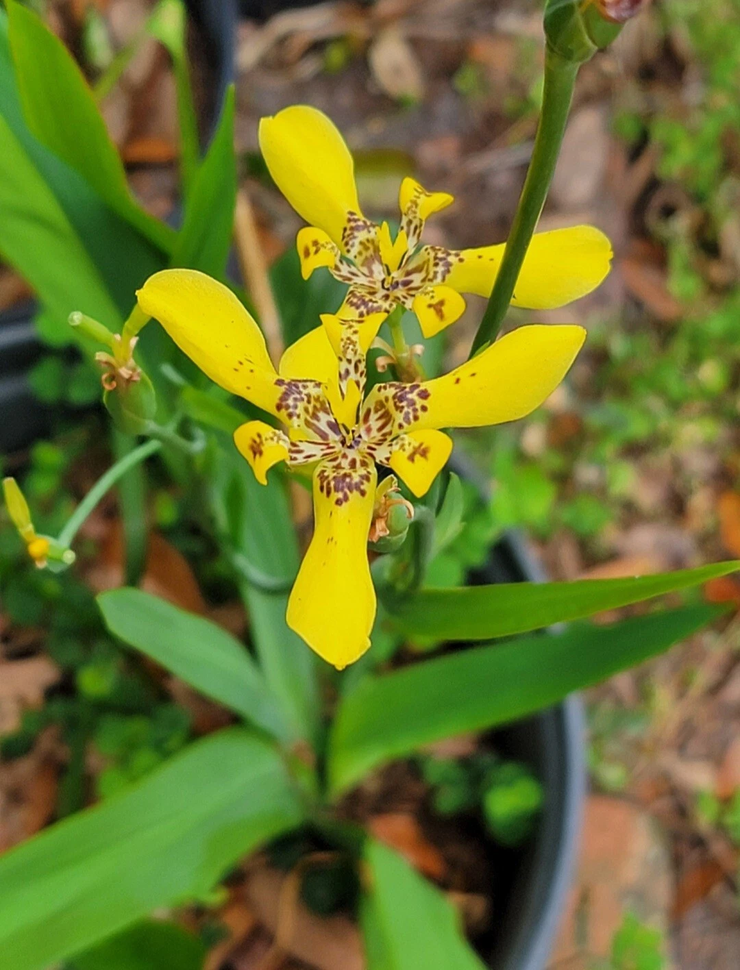 Yellow Walking Iris / Neomarica longifolia Two  Bulb - $26.48