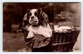 Lazy Dog Toy Spaniel Puppy In Basket RPPC Real Photo Postcard Davidson Bros - £30.04 GBP