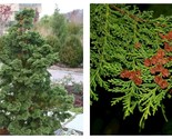 150 seeds Hinoki Cypress (Chamaecyparis obtusa)  - £23.59 GBP