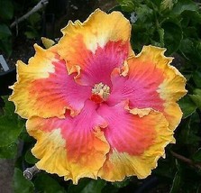 20 Pink Yellow Orange Hibiscus Seeds Flowers Flower Seed Perennial Bloom... - $9.00