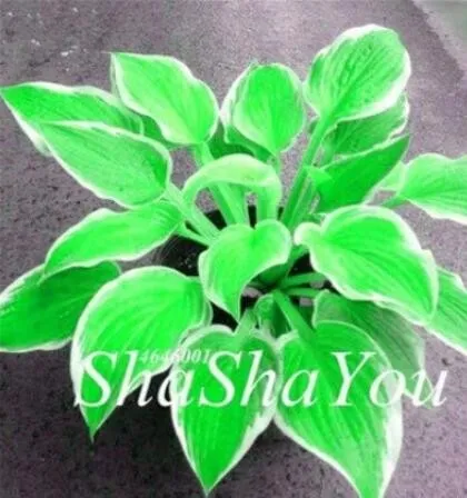 200 PCS Hosta Seeds - Bright Fresh Green Color SG - $8.20