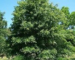 PIN or RED OAK TREE LIVE PLANT SEEDLING 1-2 yo 6-30&quot; Tall - £15.04 GBP+