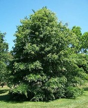 PIN or RED OAK TREE LIVE PLANT SEEDLING 1-2 yo 6-30&quot; Tall - £15.09 GBP+