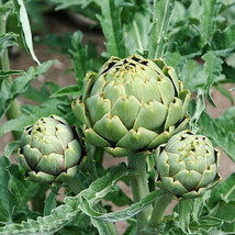 USA SELLER 50 Green Globe Artichoke Seeds Fresh Seeds Fast Shipping - $16.27