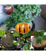 Gerrardanthus Macrorrhizus Perennial Bonsai Plant Seeds 2 Seeds Pack Per... - $33.08