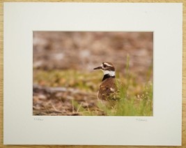 Tom Adams Photography Wildlife Killdeer in Forest Oregon Matted Photo Art 8x10 - £19.77 GBP