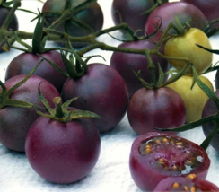 SEED Chocolate Cherry Tomato Plant - £3.98 GBP