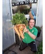 Giant carrot bulk 1000 seeds medicina healthfulI - £9.83 GBP