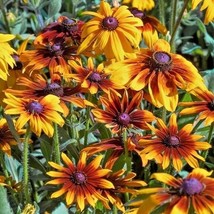 250+China Aster Powder Puff Mix Seeds Cut Flowers Summer Fall Container ... - $7.50