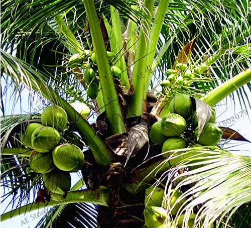 Coconut Tree Seeds Tropical High Nutrition Juicy - $9.99
