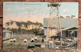 Sponge Industry, Florida - Sponges Ready for Packing - C.1907-1915 Postcard - £5.36 GBP