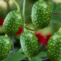 West Indian Gherkin Cucumber Seeds Cucumis Anguria Burr Maroon Spiky Cocombro Pe - £6.22 GBP