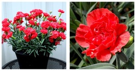 Double Red Blossoms - Early Bird Chili Dianthus - Quart Pot - £30.80 GBP