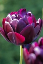 50 Purple Diamond Tulip Flower Seeds - £24.36 GBP