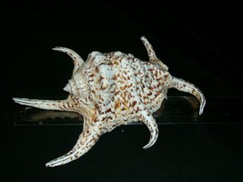 Spider Conch Shell approx 8&quot; lovely markings nice specimen - £14.71 GBP
