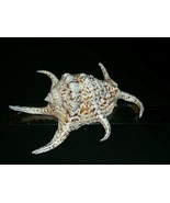 Spider Conch Shell approx 8&quot; lovely markings nice specimen - £14.40 GBP