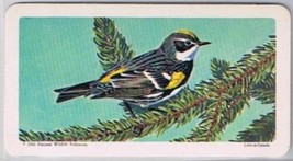 Brooke Bond Red Rose Tea Card #29 Myrtle Warbler Canadian American Songbirds - £0.76 GBP