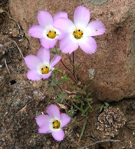 SHIPPED FROM US 2000 California Mountain Phlox Linanthus Flower Seeds, LC03 - £11.99 GBP