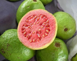 AWS Guava Tropical Fruit Psidium Guajava Exotic Tree Seed Edible Guayaba 50 Seed - £10.42 GBP