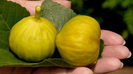 100 Smith Fig Seeds Planting US Seller Fast Shipping - $5.48