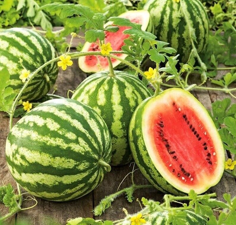 25 Seeds Crimson Sweet Watermelon Red Heirloom great producer 25 lbs Fruit - $1.73