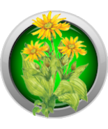 Arnica Flowers Whole Dried Herb - $936.66 MXN+