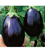 20 Black Beauty Eggplant Seeds Nongmo Seeds - $8.35