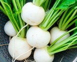 Seventop Turnip Seeds 500 Seeds Heirloom Non-Gmo  Fast Shipping - $8.99